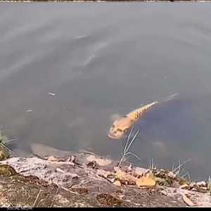 سمكة تثير التساؤلات