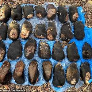 الشحنة احتوت على أقدام الدببة