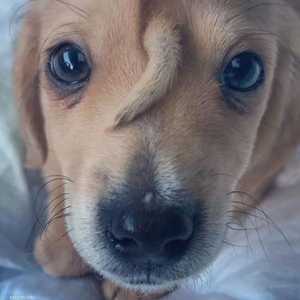 كلب بذيل على وجهه