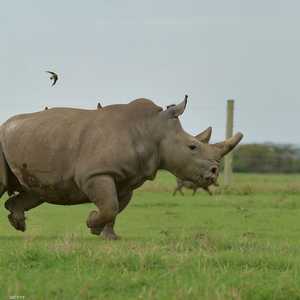 20 ألف وحيد قرن أبيض من فصيلة "سانا" ما زال على قيد الحياة.