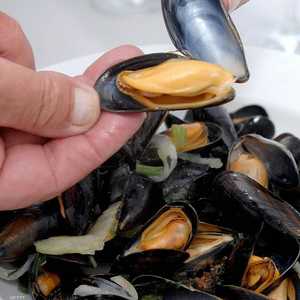 رصد سرطان معدي لدى نوعين من بلح البحر