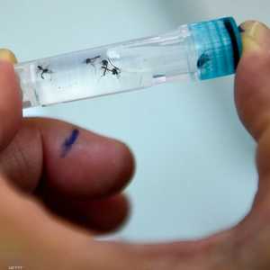 تعقيم البعوض قد يكون وسيلة فعالة لمنع انتشار الأمراض