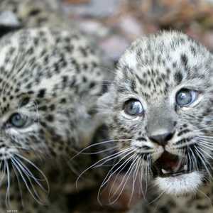 النمر الفارسي من النمور المهددة بالانقراض.