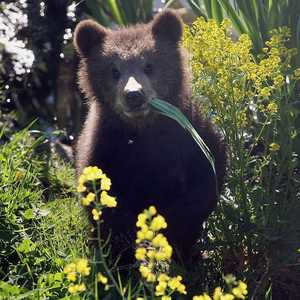 الخطوة المقبلة ستستهدف أسود والنمور