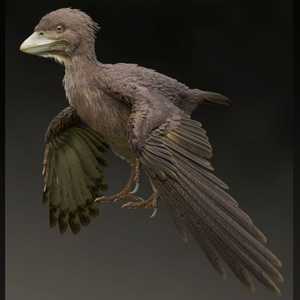 طائر عاش قبل 120 مليون سنة