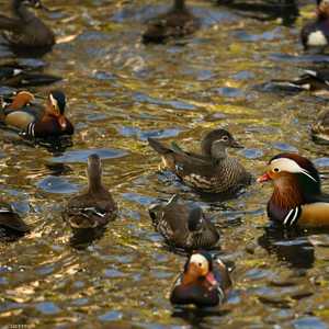 المحكمة قضت لصالح البط بحرية إصدار الأصوات