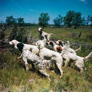 قتلت امرأة كانت تنزه كلبها في غابة بفرنسا