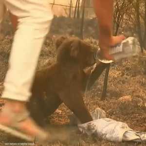 أستراليا.. إنقاذ "كوالا" من حريق مستعر