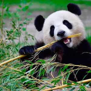 مشروع أمريكي صيني لتكاثر الباندا