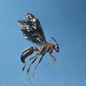 أسراب الدبابير قتلت 3 أشخاص