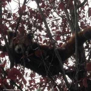 الباندا الهارب عثر عليه في حديقة منزل