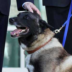 الكلب كونان