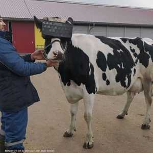 نظارات الواقع الافتراضي على عيون الأبقار في روسيا