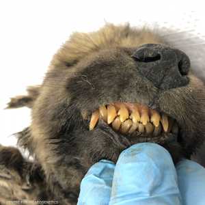 الجرو المحنط