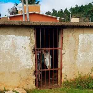 الحمار السجين