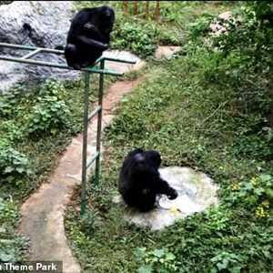 الشمبانزي أثناء غسيل الملابس