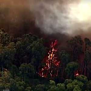 حرائق الغابات شائعة في أستراليا