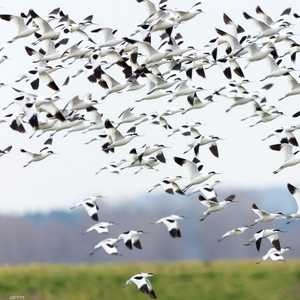 الدراسة شملت أكثر من 70 ألف طير على مدى 4 عقود