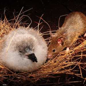 الفئران تأكل صغار الطيور