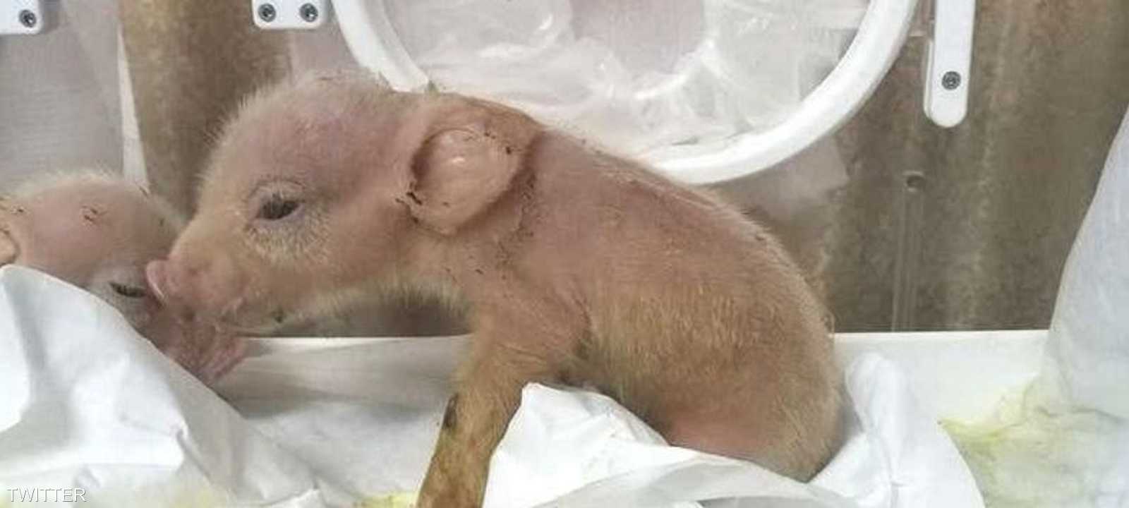 الحيوان الهجين توفي بعد أسبوع من ولادته