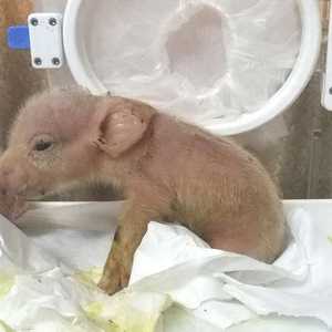 الحيوان الهجين توفي بعد أسبوع من ولادته