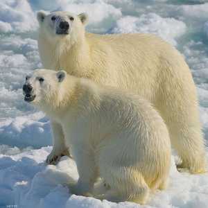 صورة أرشيفية لدببة قطبية