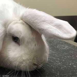 الأرنب "وحيد القرن" حظي بشعبية واسعة بسبب أذنه