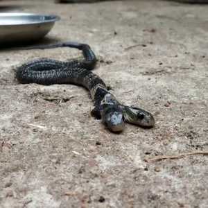 أفعى برأسين في الهند