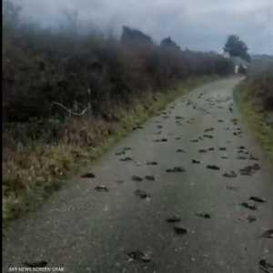 الطيور النافقة ملأت الطريق