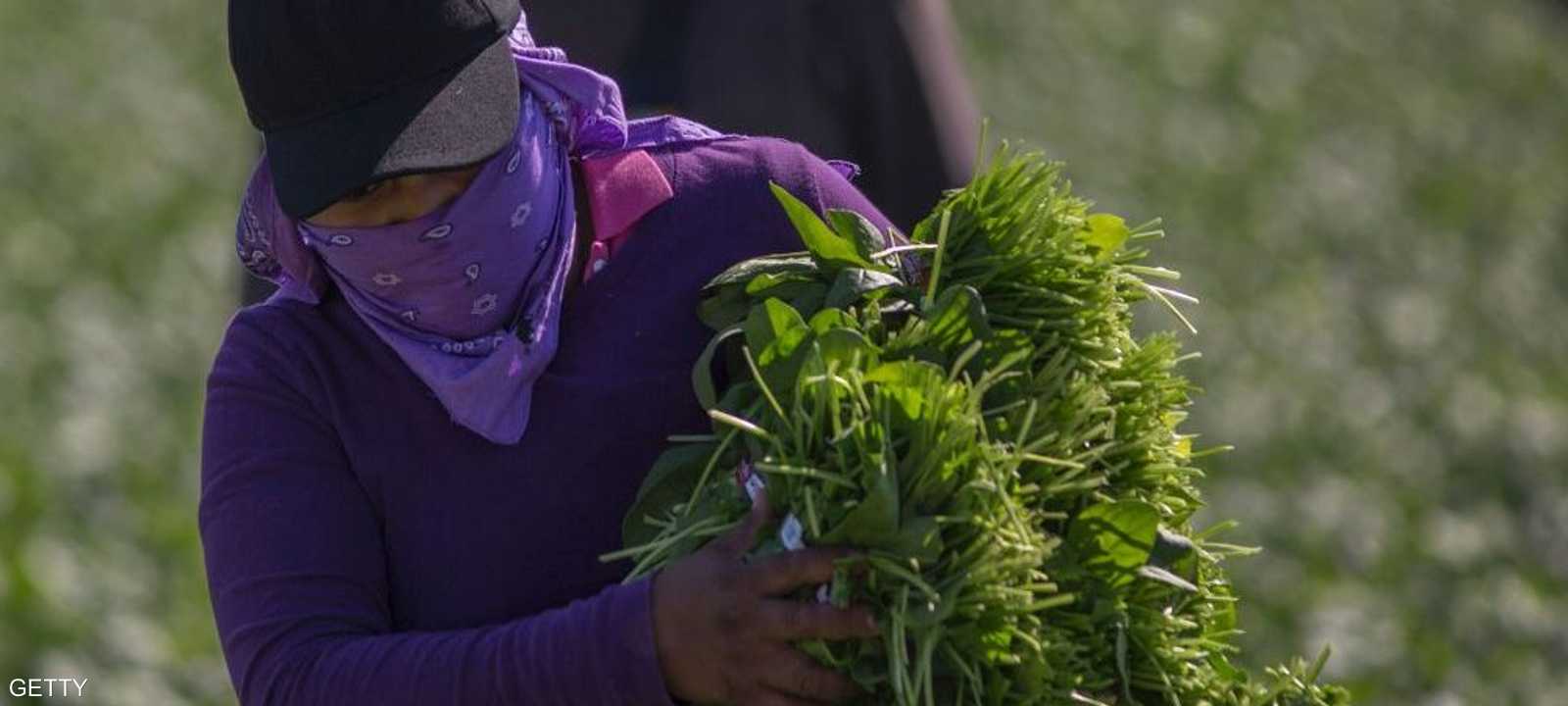 درجة اللون الأخضر تتناسب طرديا مع فائدة الخضراوات