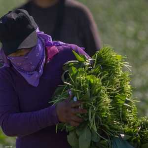 درجة اللون الأخضر تتناسب طرديا مع فائدة الخضراوات