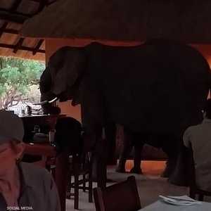 أفيال تقتحم قاعة طعام بحثا عن "فطور"
