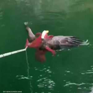 معركة النسر والأخطبوط.. من ينتصر؟