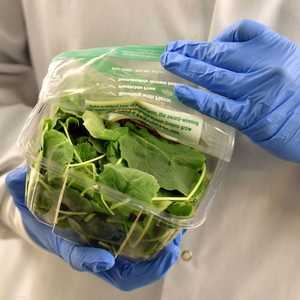 الخضار تقوي الجهاز المناعي للإنسان