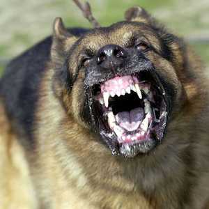 الكلاب الشرسة أكلت الرجل حيا وفقا لوسائل إعلام إسبانية