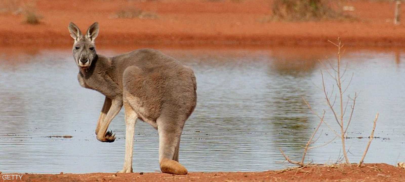 حيوانات الكنغر تنتشر في أستراليا بشكل كبير