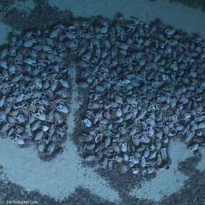 حمولة كانت على متن سفينة رومانية غرقت قبل ألفي عام