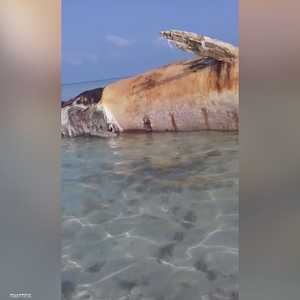 ألغام الحوثي تقتل حوتا عملاقا