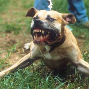 3 كلاب من فصيلة بيتبول قتلت امرأة وأصابت أخرى بجروح خطيرة