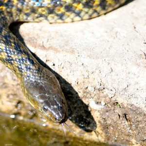 أعدمت الأفعى على أرض المطار- أرشيفية