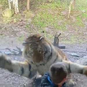 النمر اصطدم باللوح الزجاجي في اللحظة الأخيرة