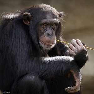 دراسة تؤكد أن قردة الشامبانزي تستمتع بالموسيقى