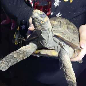 السلحفاة أشعلت الحريق في المنزل