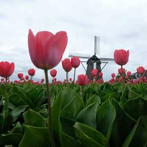 هولندا ستتخلى عن لقبها وتحتفظ باسمها الرسمي