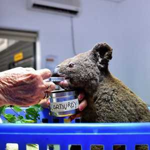 تعتبر أستراليا الموطن الأصلي للكوالا