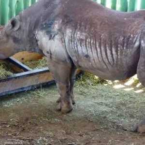 فاوستا عاشت في البرية معظم فترات حياتها