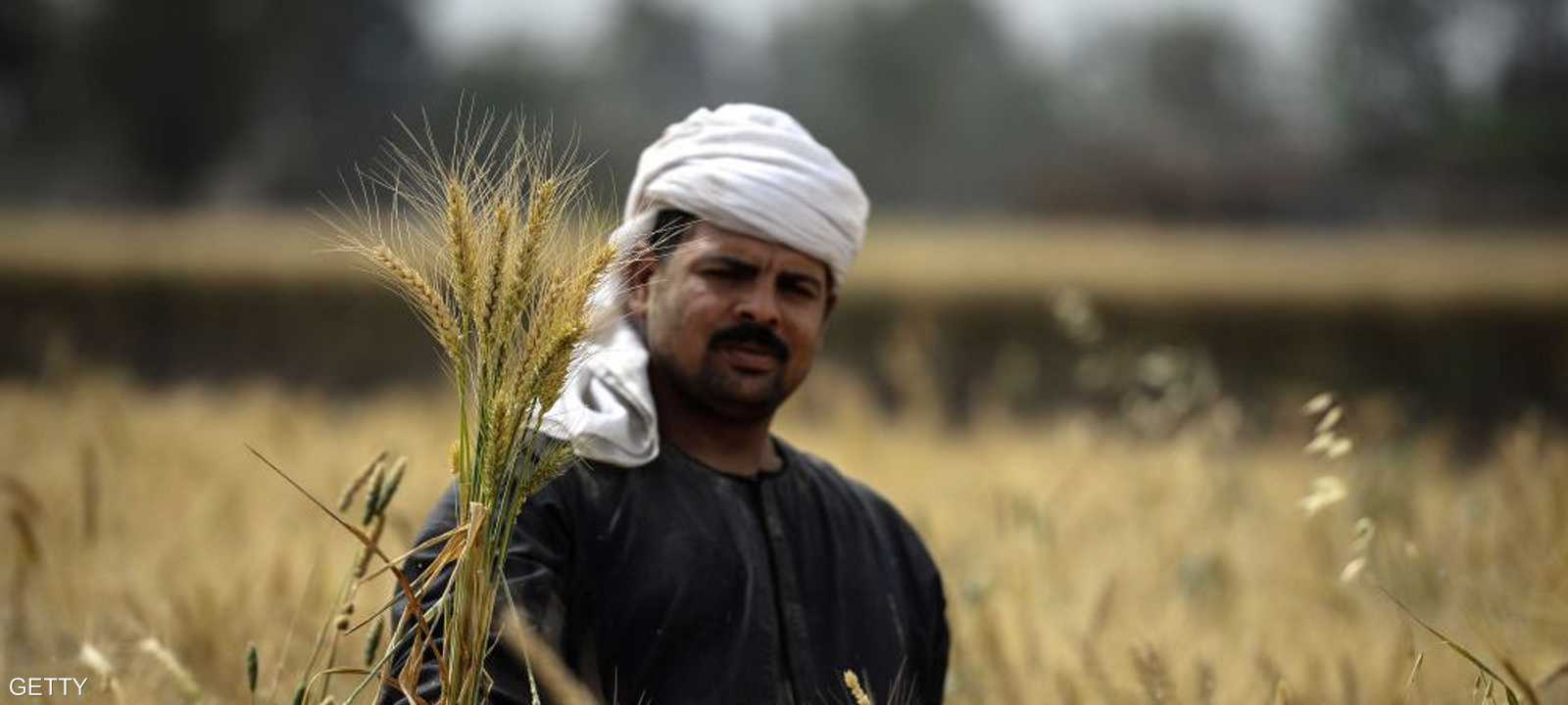 تستهلك مصر من القمح نحو 9.6 مليون طن سنويا