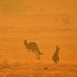 الحيوانات تعاني في أستراليا بعد الحرائق