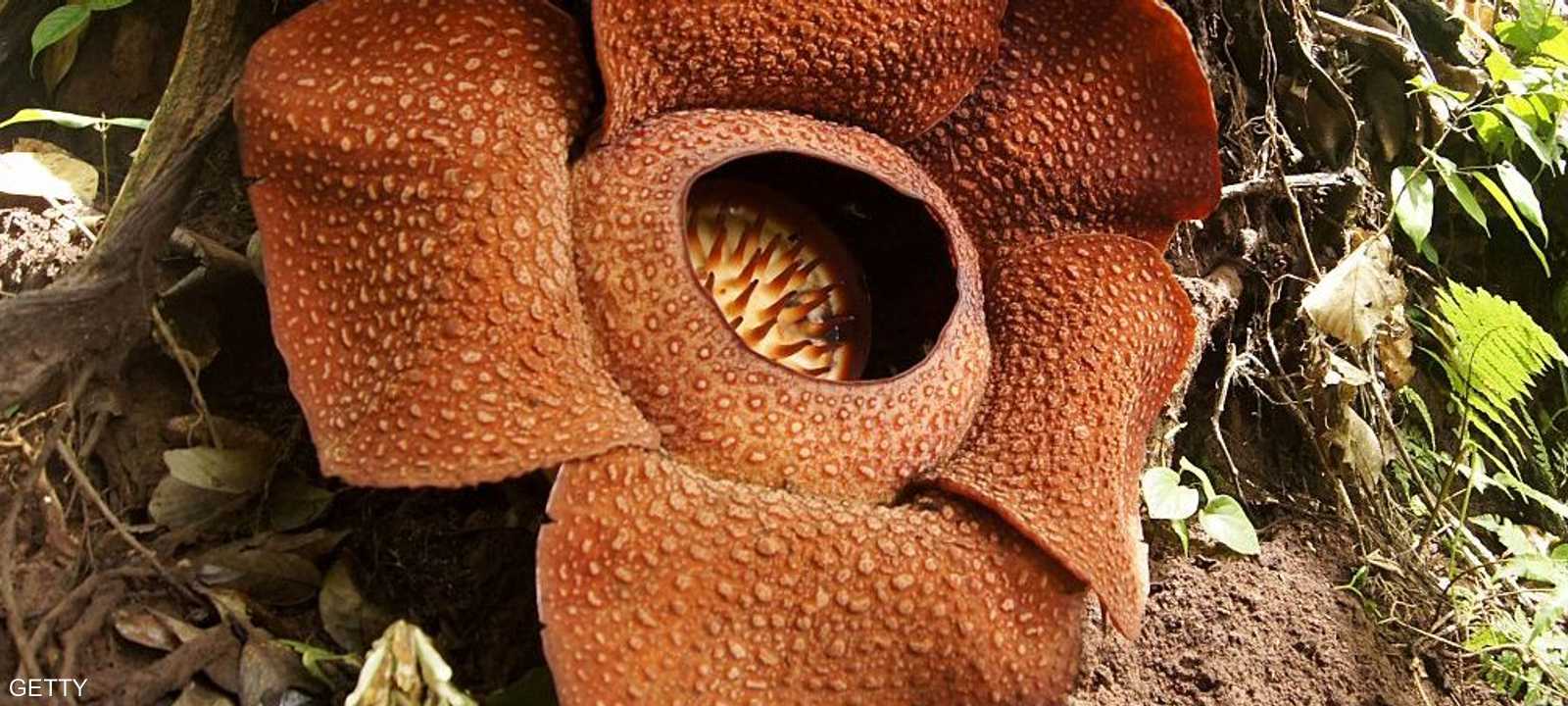 زهرة رافليسيا.. عملاقة الحجم وسيئة الرائحة