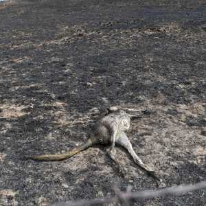 الكناغر من بين أبرز ضحايا حرائق أستراليا